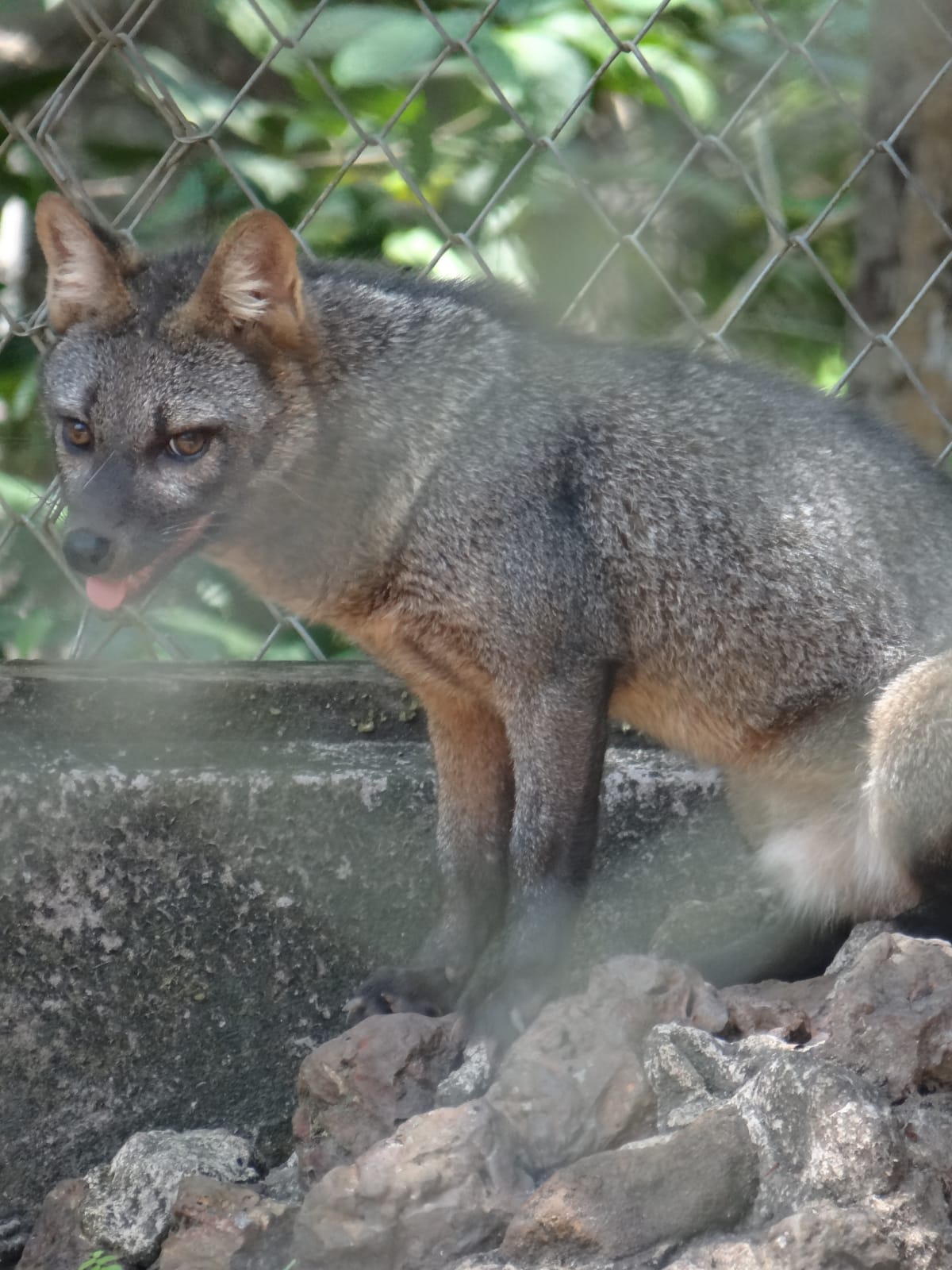 Foto de Cachorro-do-Mato