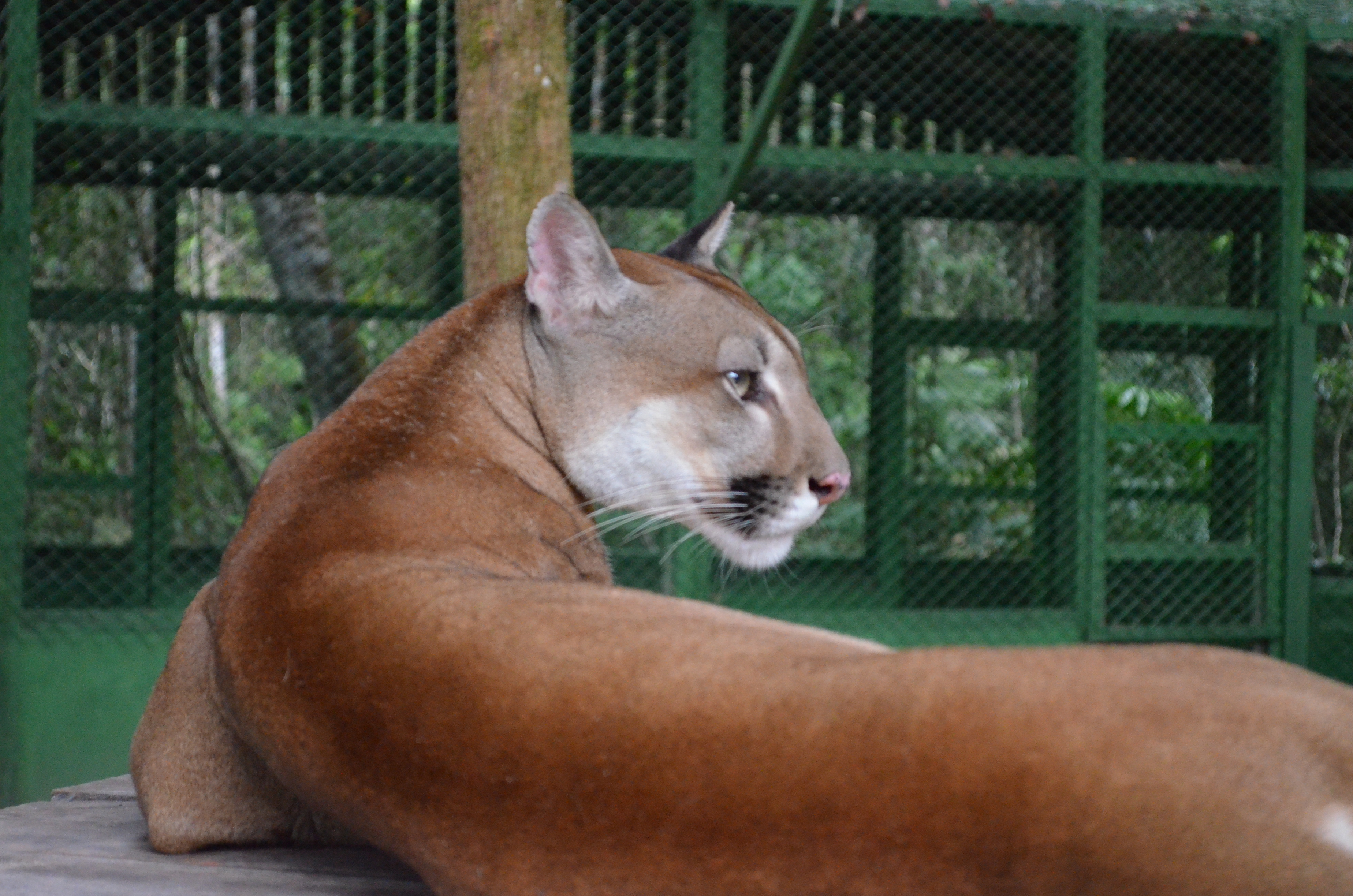 Foto de Onça Suçuarana