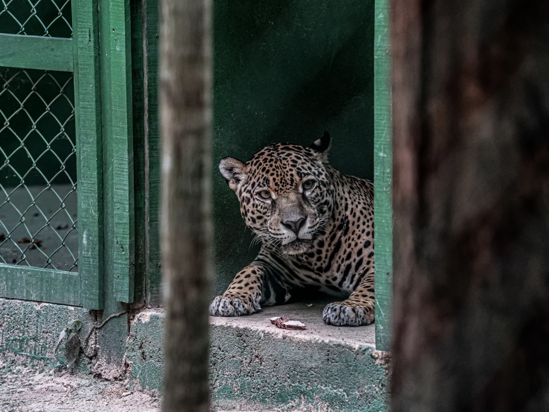 Foto de Onça Pintada